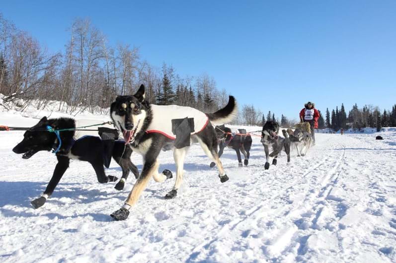 Iditarod: a corrida de trenós puxados por cães ao longo de 1.610 Km