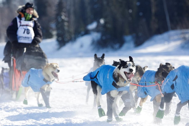Iditarod: a corrida de trenós puxados por cães ao longo de 1.610 Km