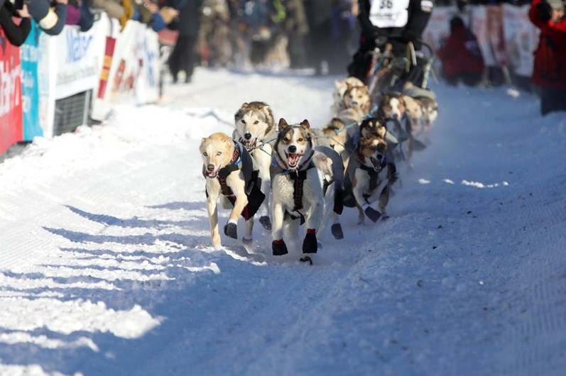 Iditarod: a corrida de trenós puxados por cães ao longo de 1.610 Km