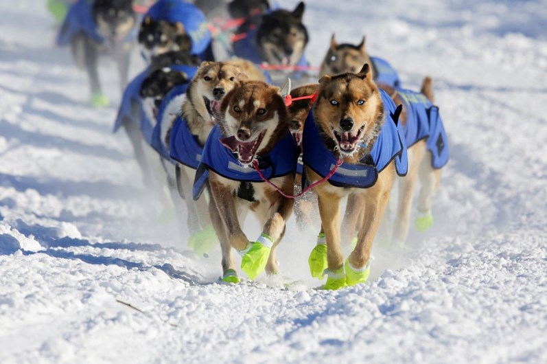 Iditarod: a corrida de trenós puxados por cães ao longo de 1.610 Km
