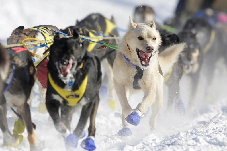 Iditarod: a corrida de trenós puxados por cães ao longo de 1.610 Km