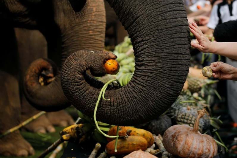 Tailândia celebra o Dia Nacional do Elefante