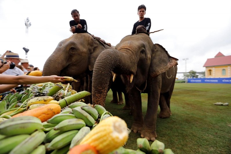 Tailândia celebra o Dia Nacional do Elefante