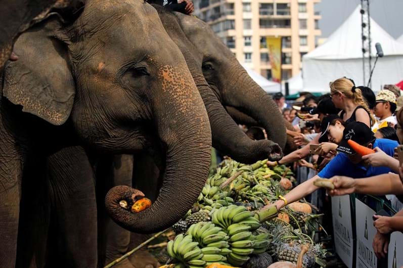 Tailândia celebra o Dia Nacional do Elefante