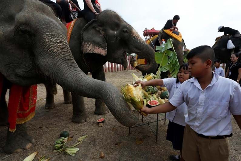 Tailândia celebra o Dia Nacional do Elefante