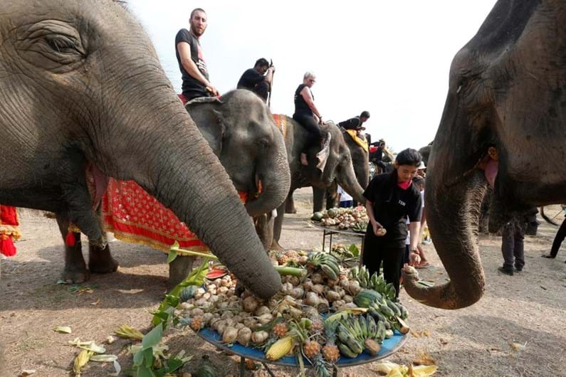 Tailândia celebra o Dia Nacional do Elefante
