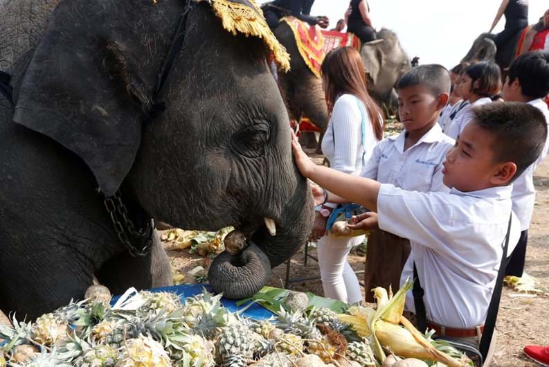 Tailândia celebra o Dia Nacional do Elefante