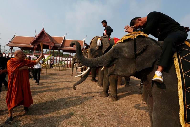 Tailândia celebra o Dia Nacional do Elefante