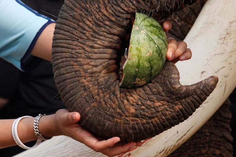 Tailândia celebra o Dia Nacional do Elefante