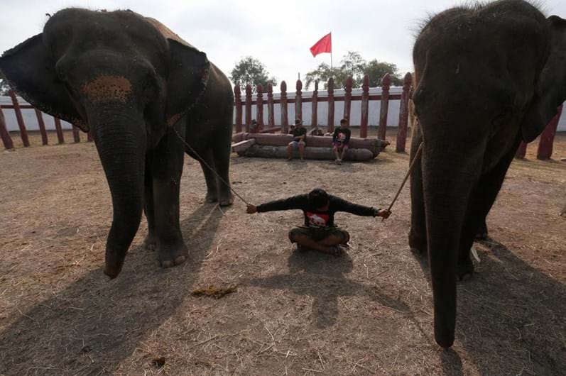 Tailândia celebra o Dia Nacional do Elefante
