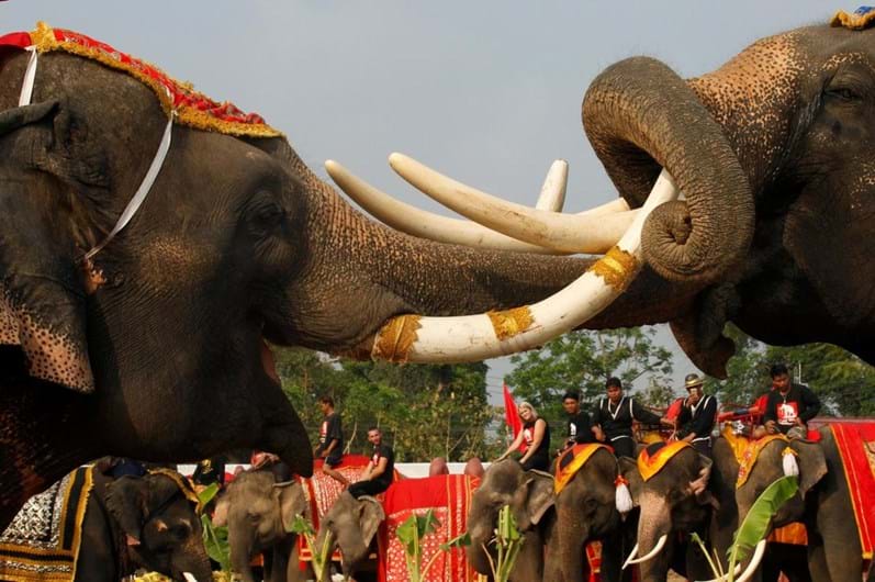 Tailândia celebra o Dia Nacional do Elefante