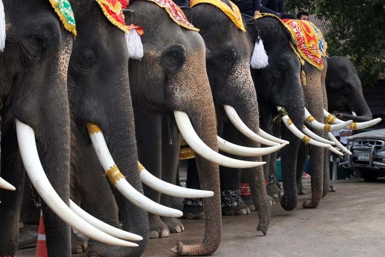 Tailândia celebra o Dia Nacional do Elefante