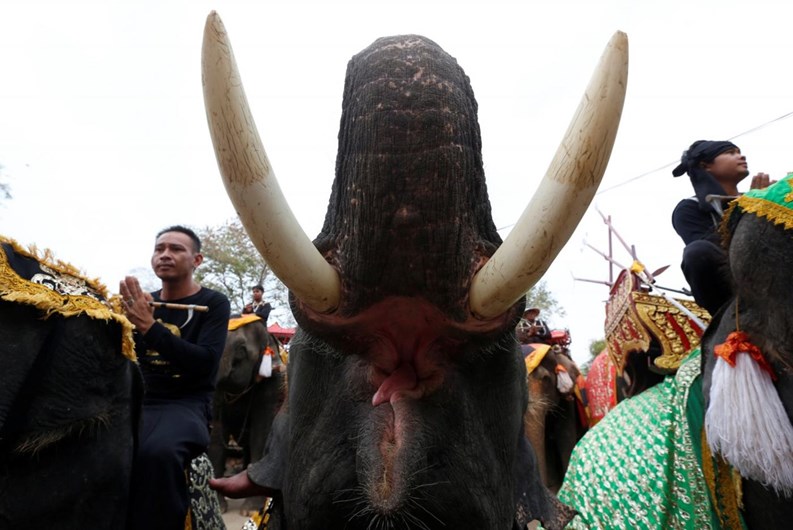 Tailândia celebra o Dia Nacional do Elefante