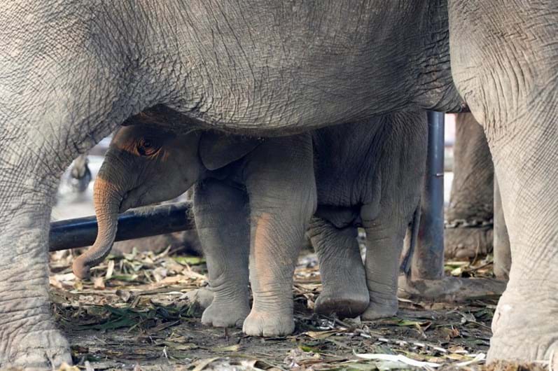 Tailândia celebra o Dia Nacional do Elefante