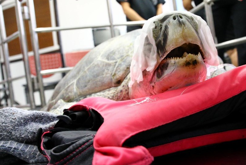 Morreu a tartaruga que engoliu 915 moedas