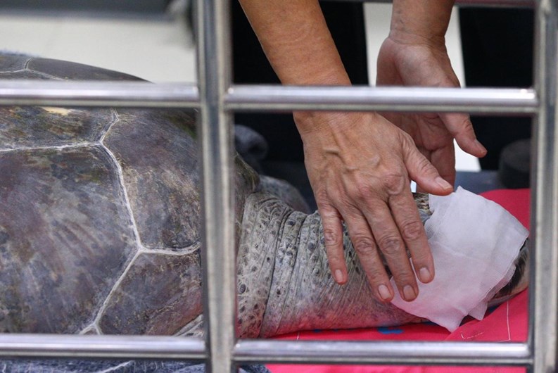 Morreu a tartaruga que engoliu 915 moedas