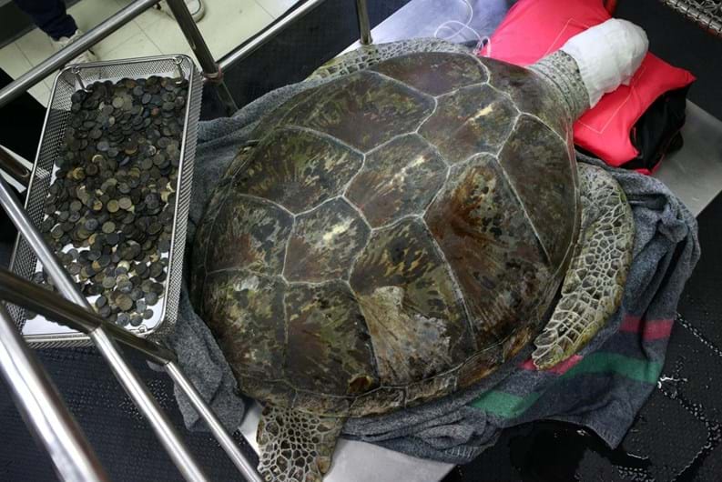 Morreu a tartaruga que engoliu 915 moedas