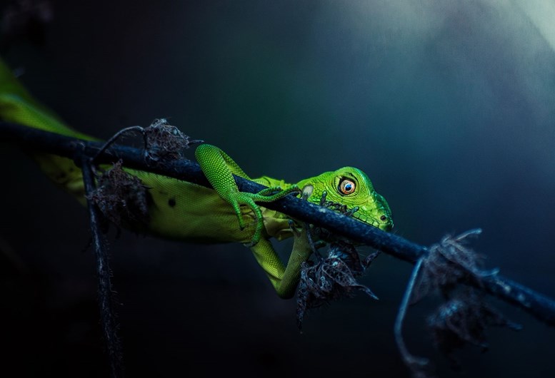 Sony World Photography Awards 2017