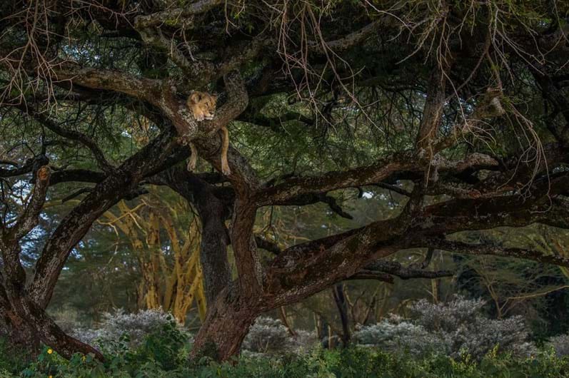 Sony World Photography Awards 2017