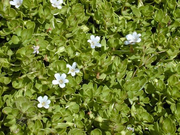 <p><strong>Fórmula de rejuvenescimento</strong></p>
<p><span>Junte 15 gramas de Brahmi (centelha asiática, na foto) e outros 15 gramas de Ashwagandha, duas plantas medicinais, em pó com 100 gramas de ghee, uma manteiga sem sal purificada. Deve-se usar uma colher de sopa por dia, misturada com leite ou bebida de amêndoa, ou barrada no pão. Junte canela a gosto.