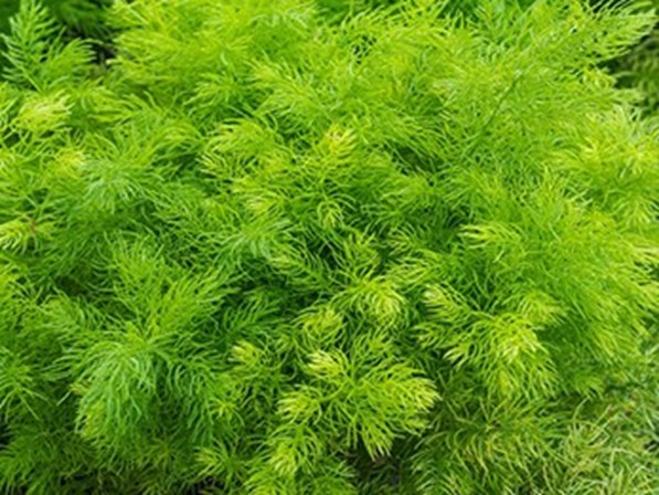 <p><strong>Shatavari </strong></p>
<p><span>É uma planta medicinal (</span><em><span>Asparagus racemosus</span></em><span>) que mantém o equilíbrio dos processos hormonais femininos, melhorando as cólicas associadas à tensão pré-menstrual, e amenizando os sintomas da menopausa. A tradução do sânscrito para português é aquela que tem cem maridos. Nos homens ajuda a resolver problemas de impotência. </span></p>