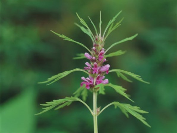 <p><strong>Agripalma</strong></p>
<p><span>Outra planta medicinal (<em>Leonurus cardíaca</em>), conhecida por reduzir a tensão e as cãibras em mulheres grávidas, é da família da hortelã. Combate a depressão pós-parto, acalma as palpitações cardíacas e ajuda a lidar com o stress. </span></p>