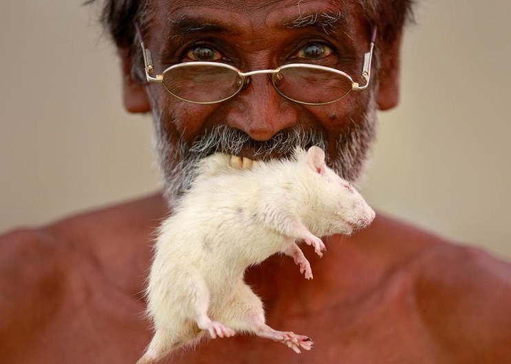 Ratos e meia cabeça rapada: os protestos dos agricultores indianos