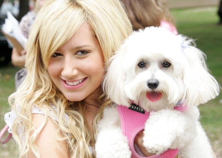 As celebridades e os seus animais de estimação