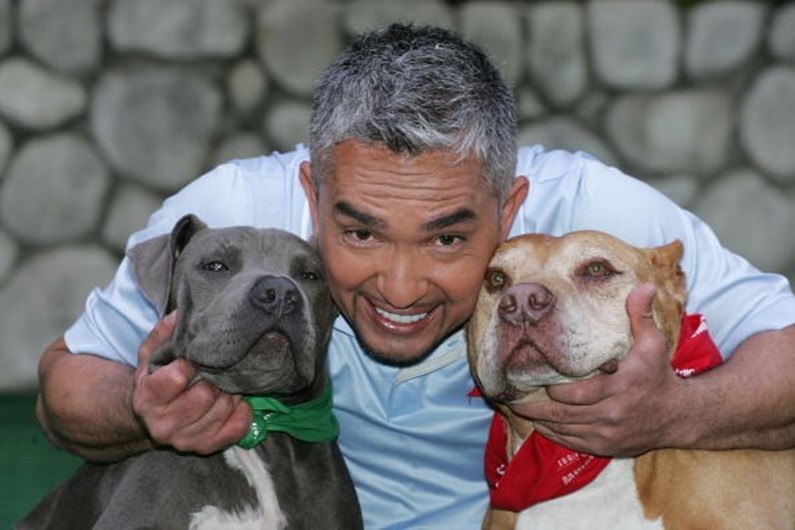 As celebridades e os seus animais de estimação