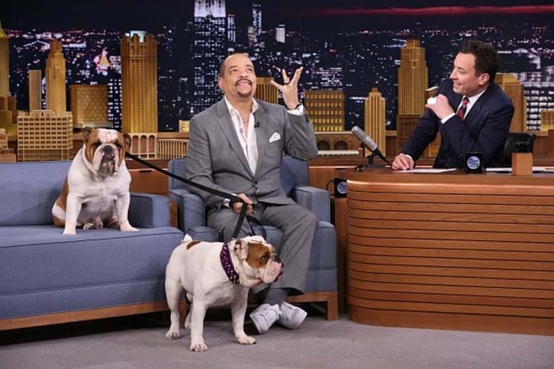 As celebridades e os seus animais de estimação