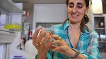 Investigadora descobre lagartas que comem plástico
