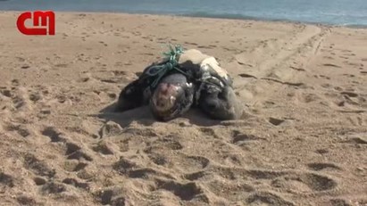Tartaruga morta dá à costa na Nazaré
