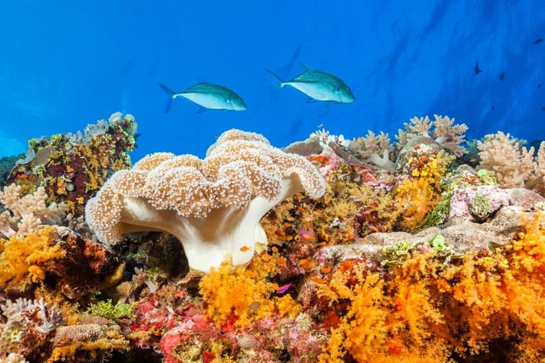 Avène Ocean Respect