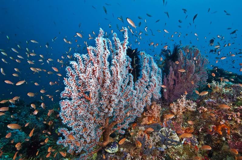 Avène Ocean Respect