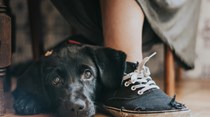 A melhor fotógrafa de cães é portuguesa