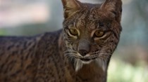 Treze linces libertados em Doñana devido ao fogo