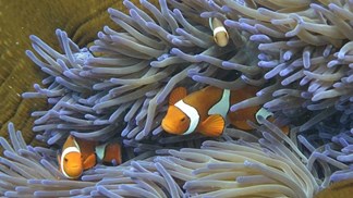UNESCO preocupada com Grande Barreira de Coral