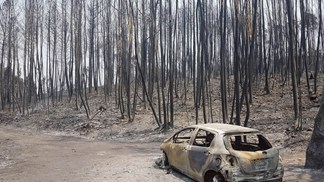 Reforma florestal proíbe novas plantações de eucaliptos