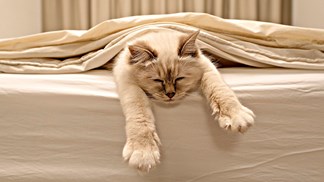 As melhores férias para animais de estimação