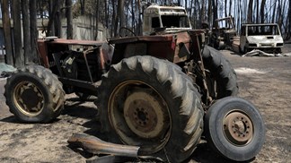 Governo coordena alimentação de animais em zonas ardidas