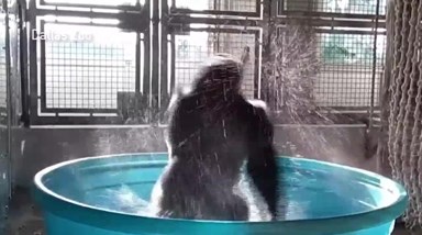 Gorila diverte-se em piscina de crianças