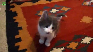 Gatos cantam Amar pelos dois de Salvador Sobral