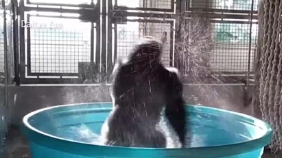 Gorila diverte-se em piscina de crianças