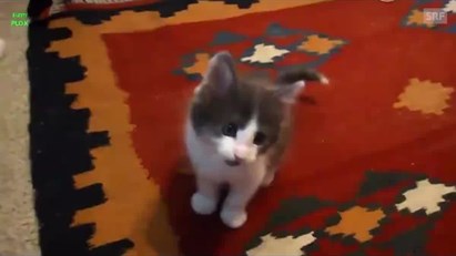 Gatos cantam Amar pelos dois de Salvador Sobral