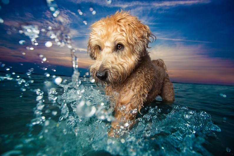 A melhor fotógrafa de cães é portuguesa