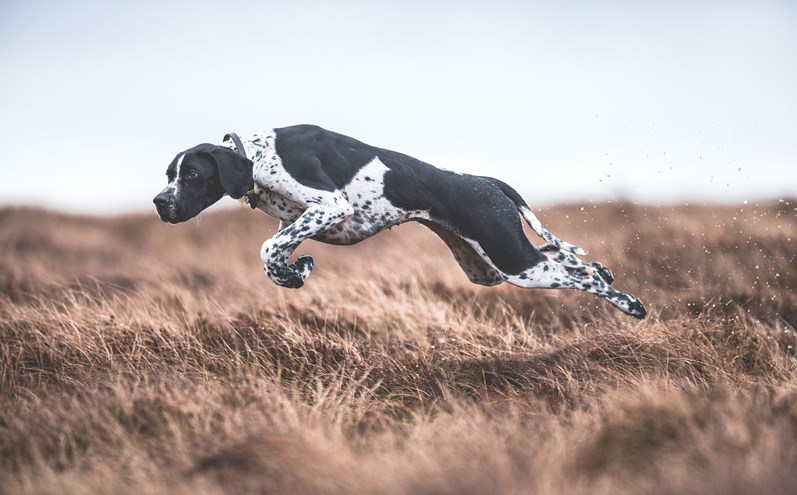 A melhor fotógrafa de cães é portuguesa