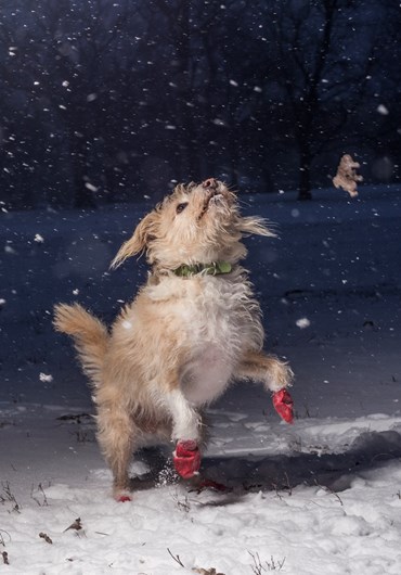 A melhor fotógrafa de cães é portuguesa