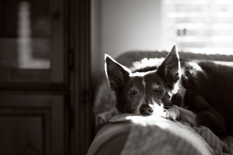 A melhor fotógrafa de cães é portuguesa