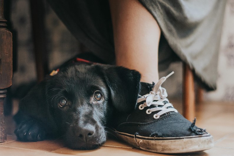 A melhor fotógrafa de cães é portuguesa
