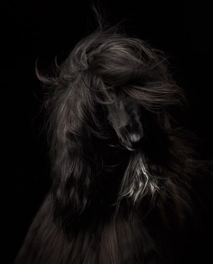 A melhor fotógrafa de cães é portuguesa